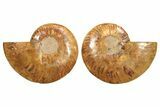 Cut & Polished, Crystal-Filled Ammonite Fossil - Madagascar #296470-1